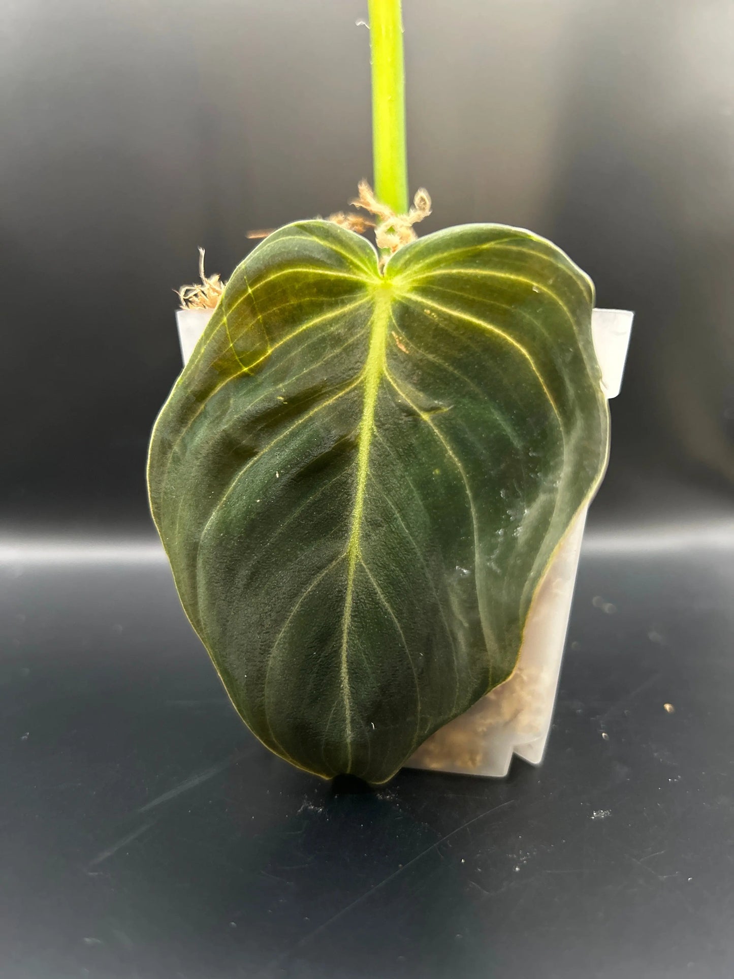 Philodendron Melanochrysum - annikas_plantland