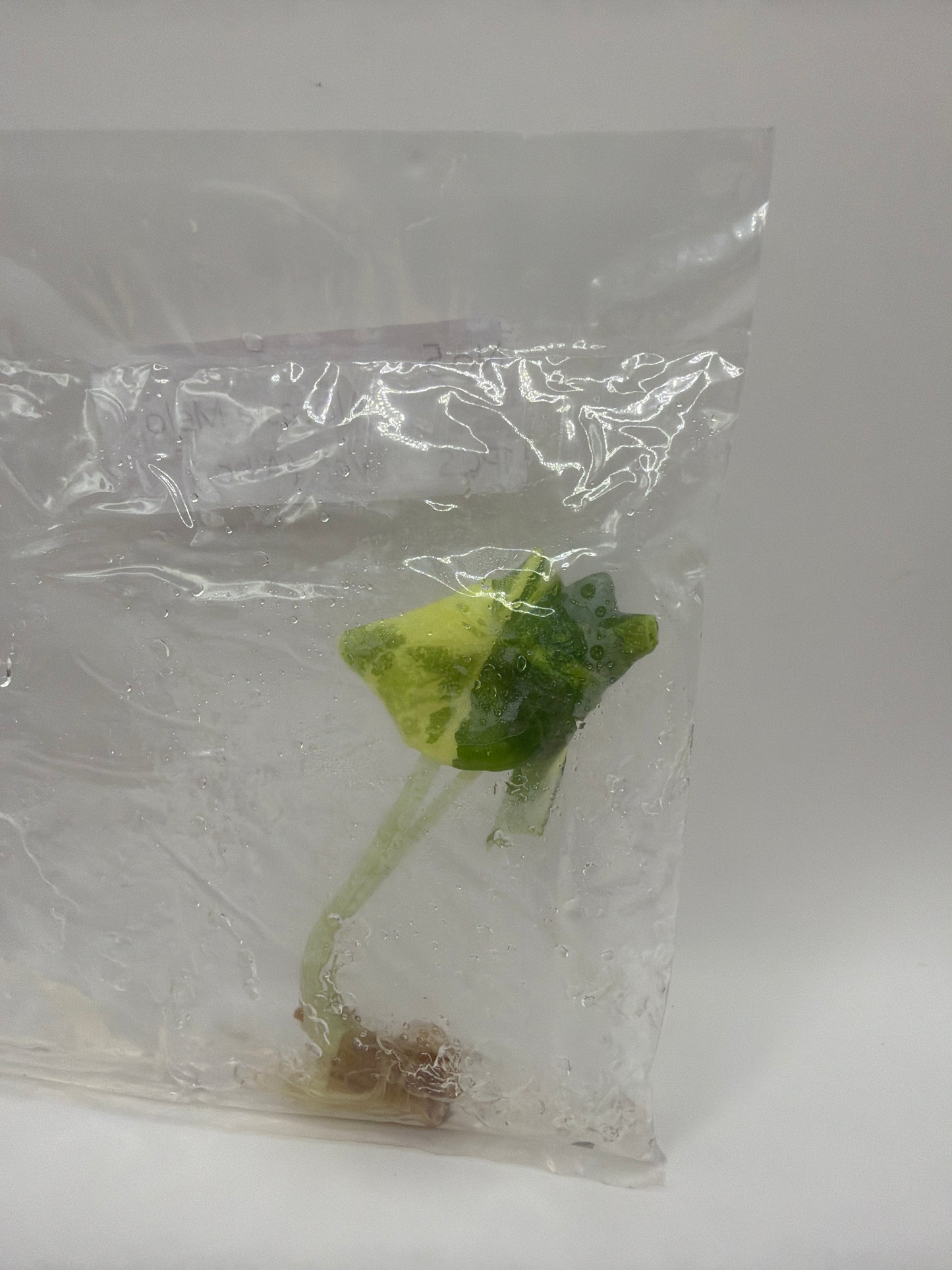 Alocasia Melo Albo - TC