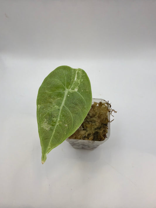 Alocasia Watsoniana Pink Doff Variegata