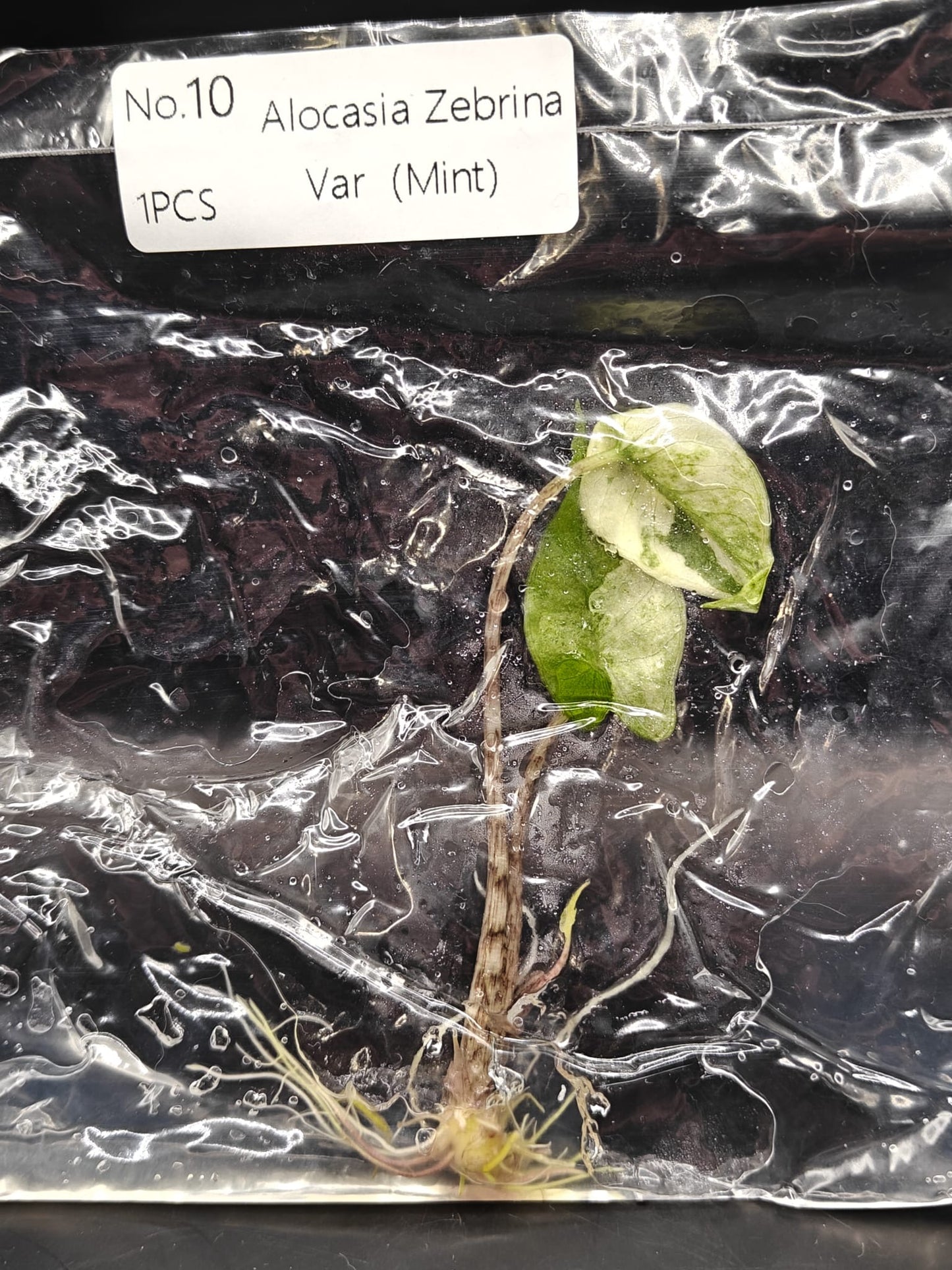 Alocasia Zebrina Mint Variegata - TC