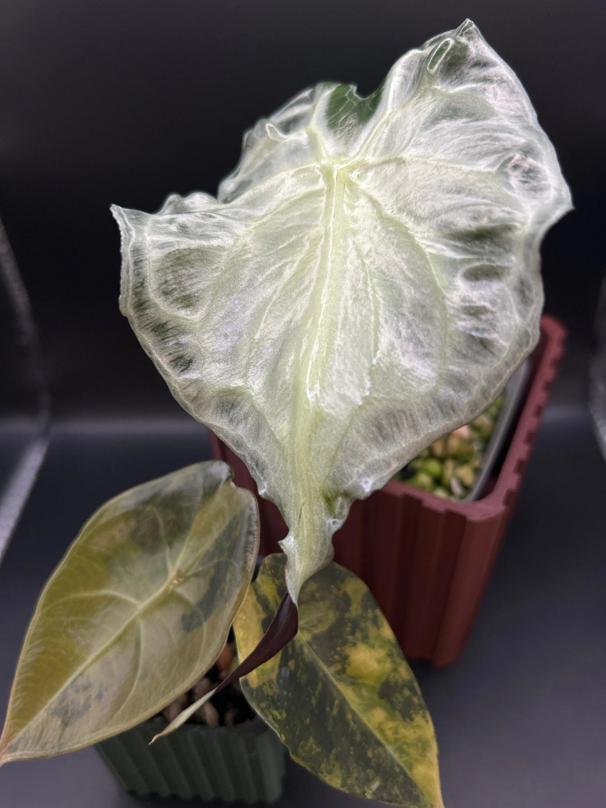 Übertopf für eckige Pflanztöpfe - annikas_plantland