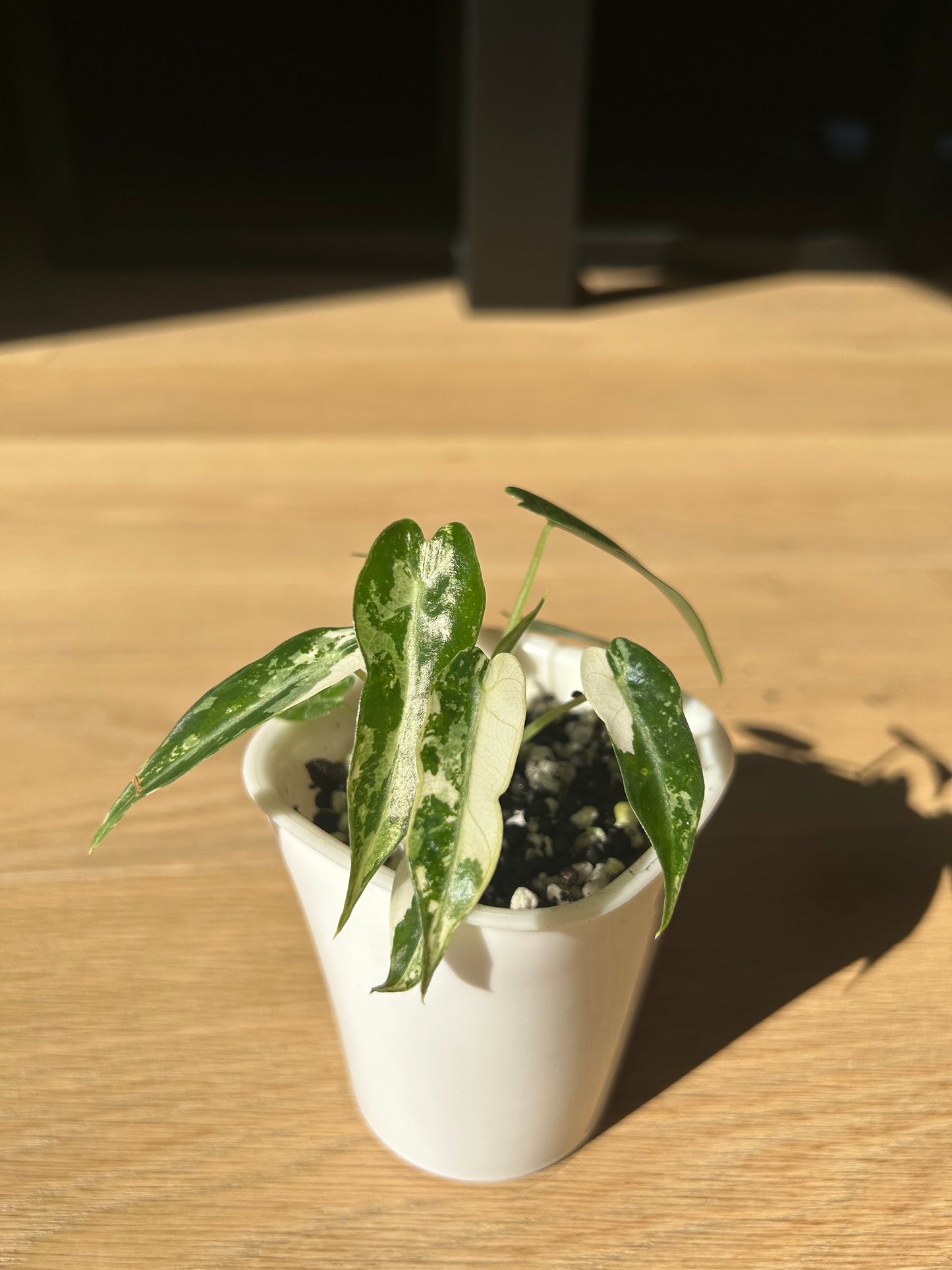 Alocasia Green Bambino Variegata Rhizom