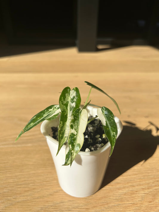 Alocasia Green Bambino Variegata Rhizom