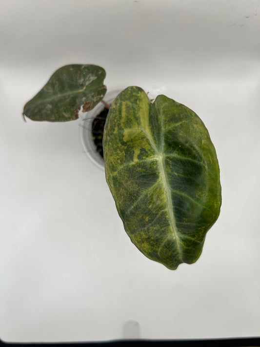Alocasia Pink Dragon Aurea