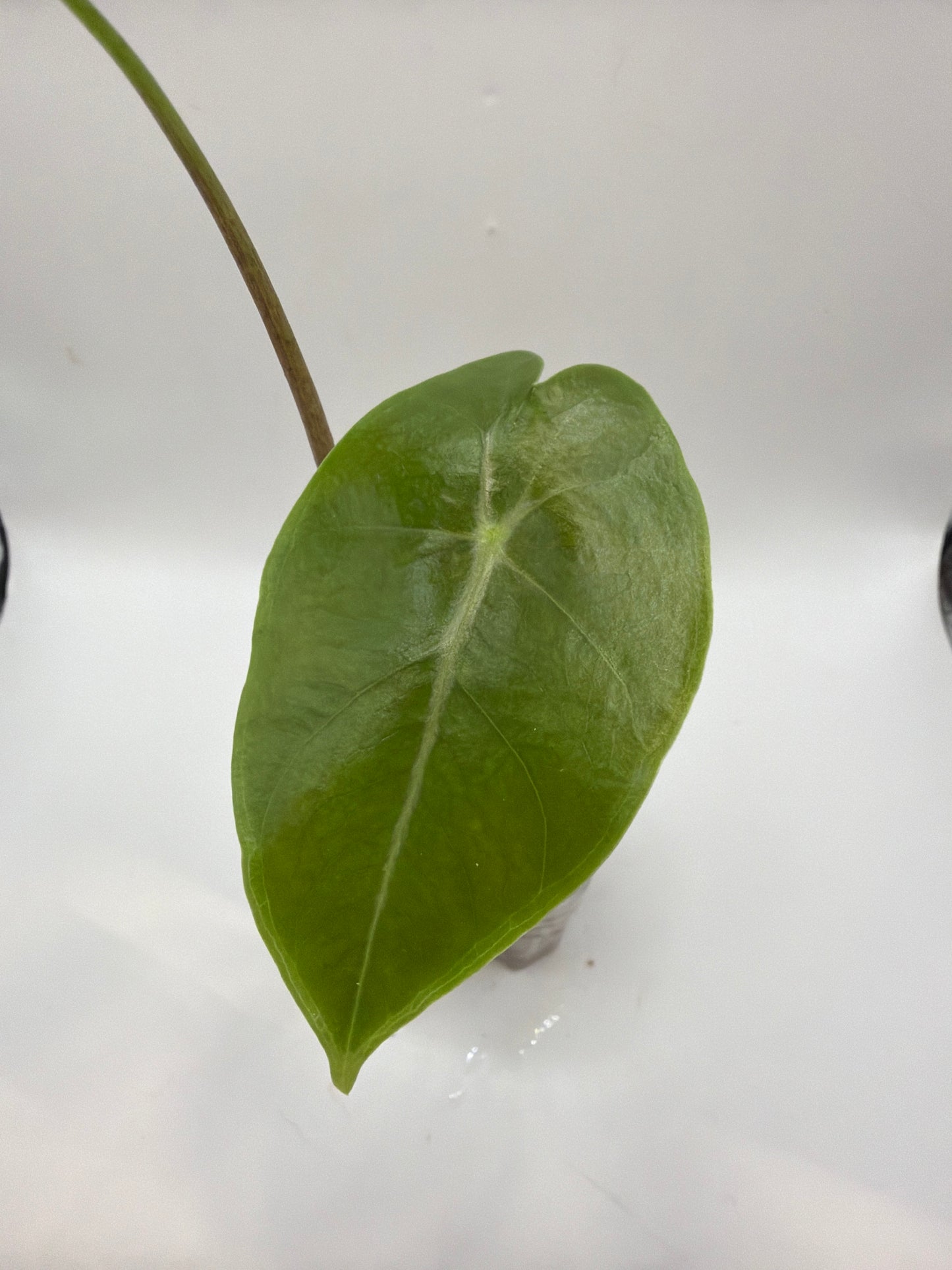 Alocasia Longiloba Purple Vein