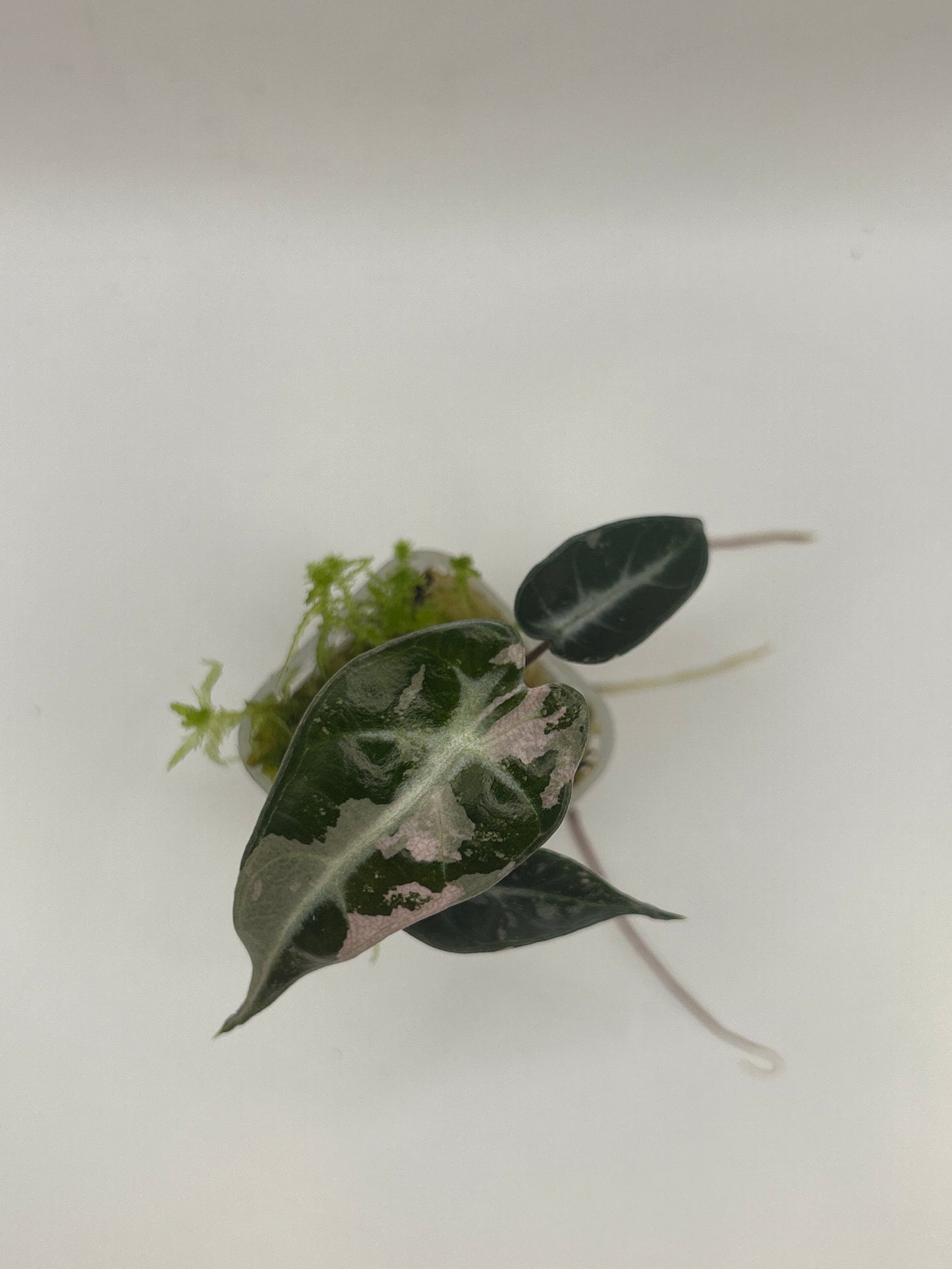 Alocasia Bambino Pink Variegata