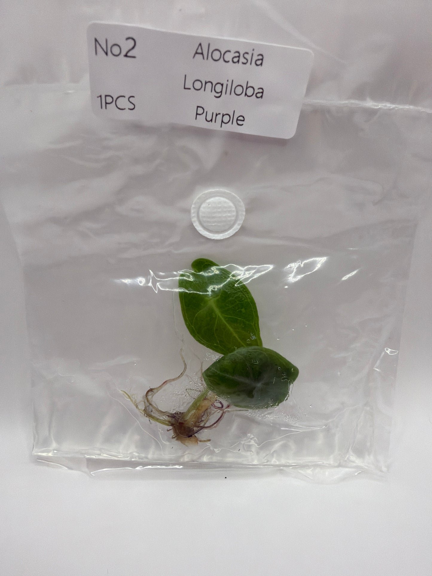 Alocasia Longiloba Purple - TC
