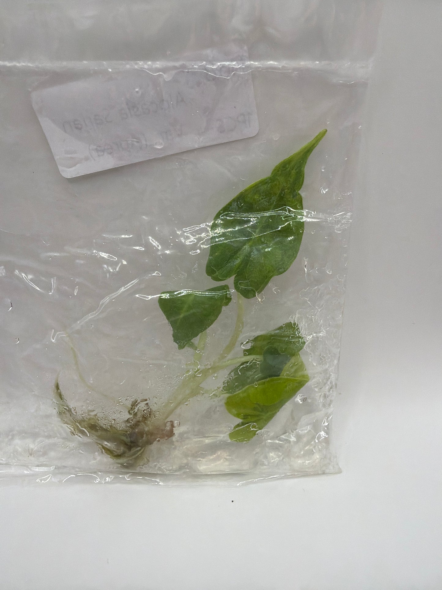 Alocasia Sarian Aurea - TC