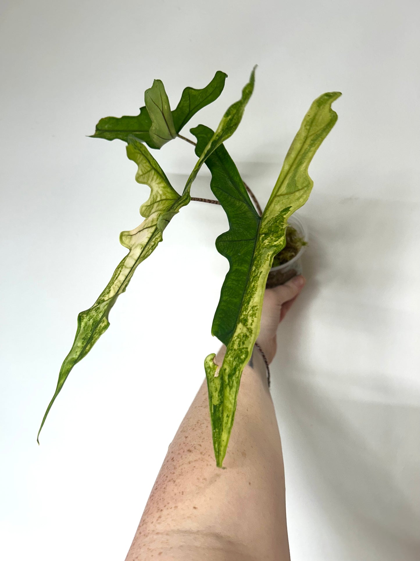 Alocasia Sabrina Aurea Variegata Rhizom