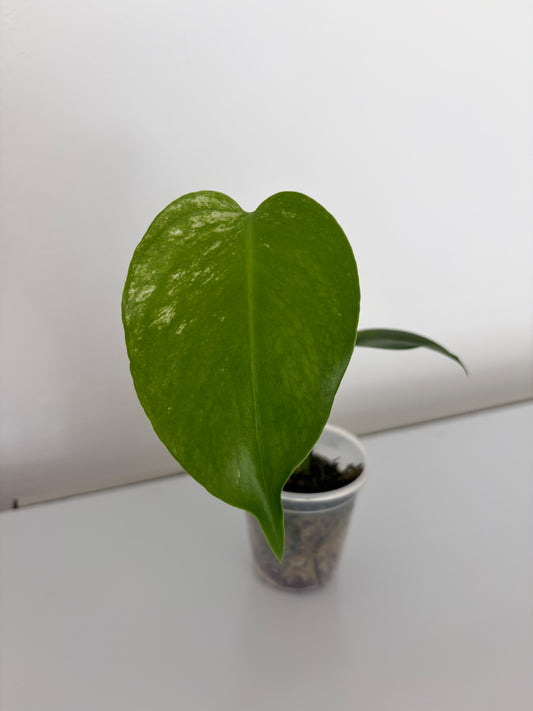 Monstera Devil Monster