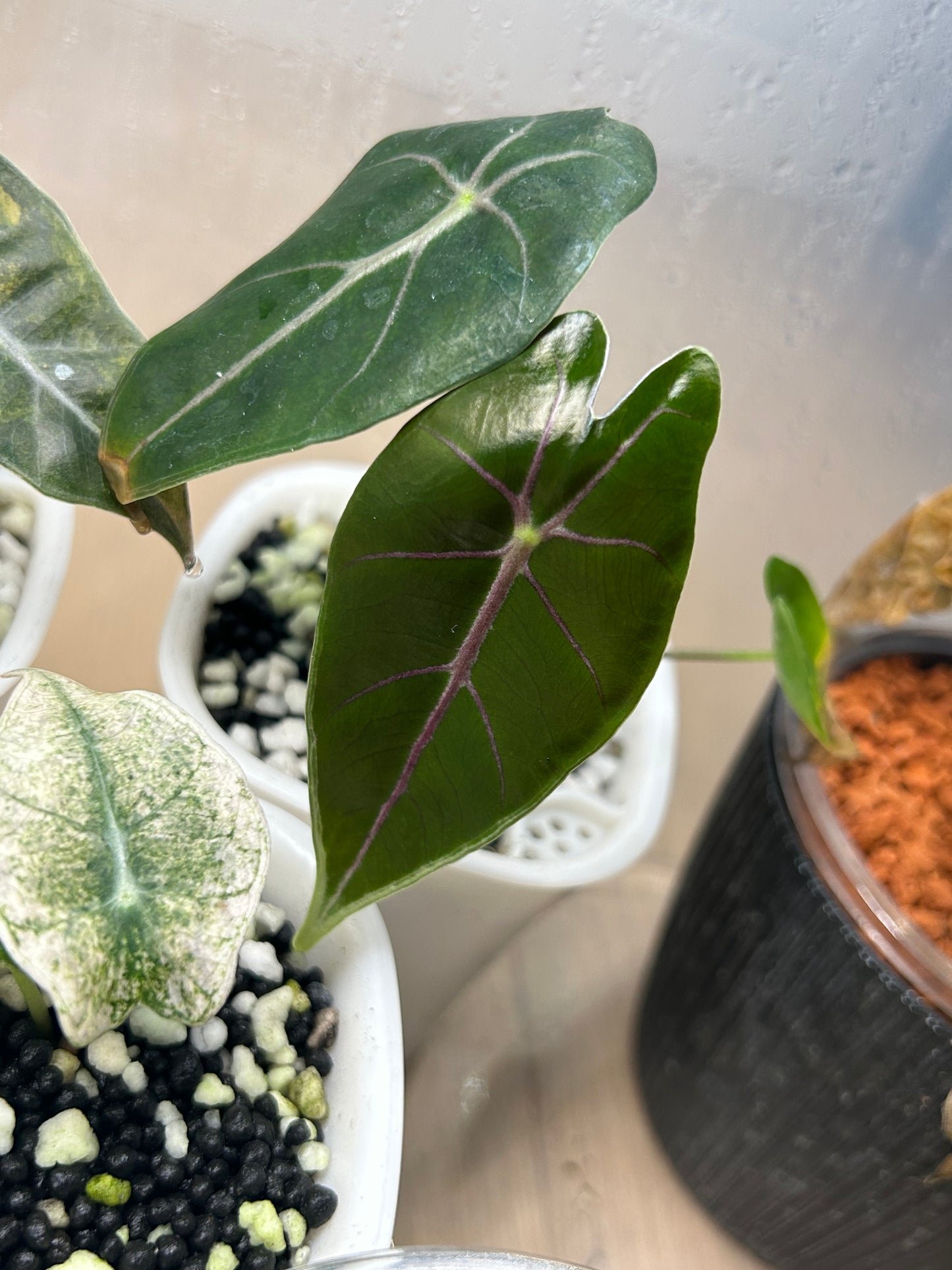 Alocasia Longiloba Shurimaniana ‚Purple Vein‘ - TC