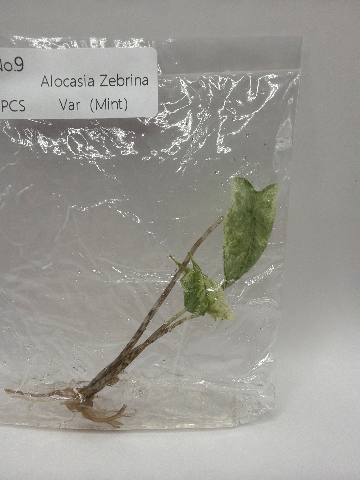 Alocasia Zebrina Mint – TC