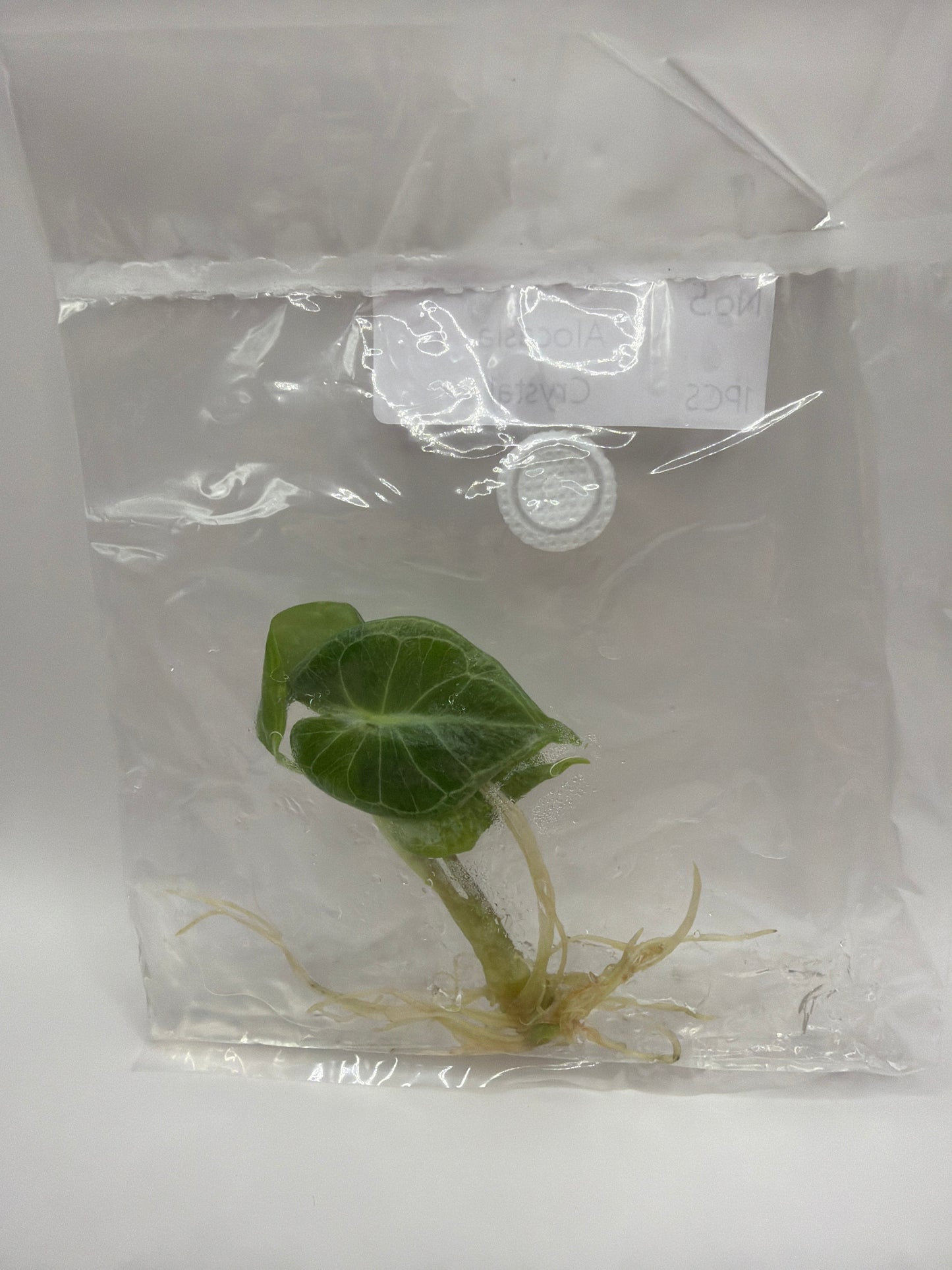 Alocasia Crystal – TC