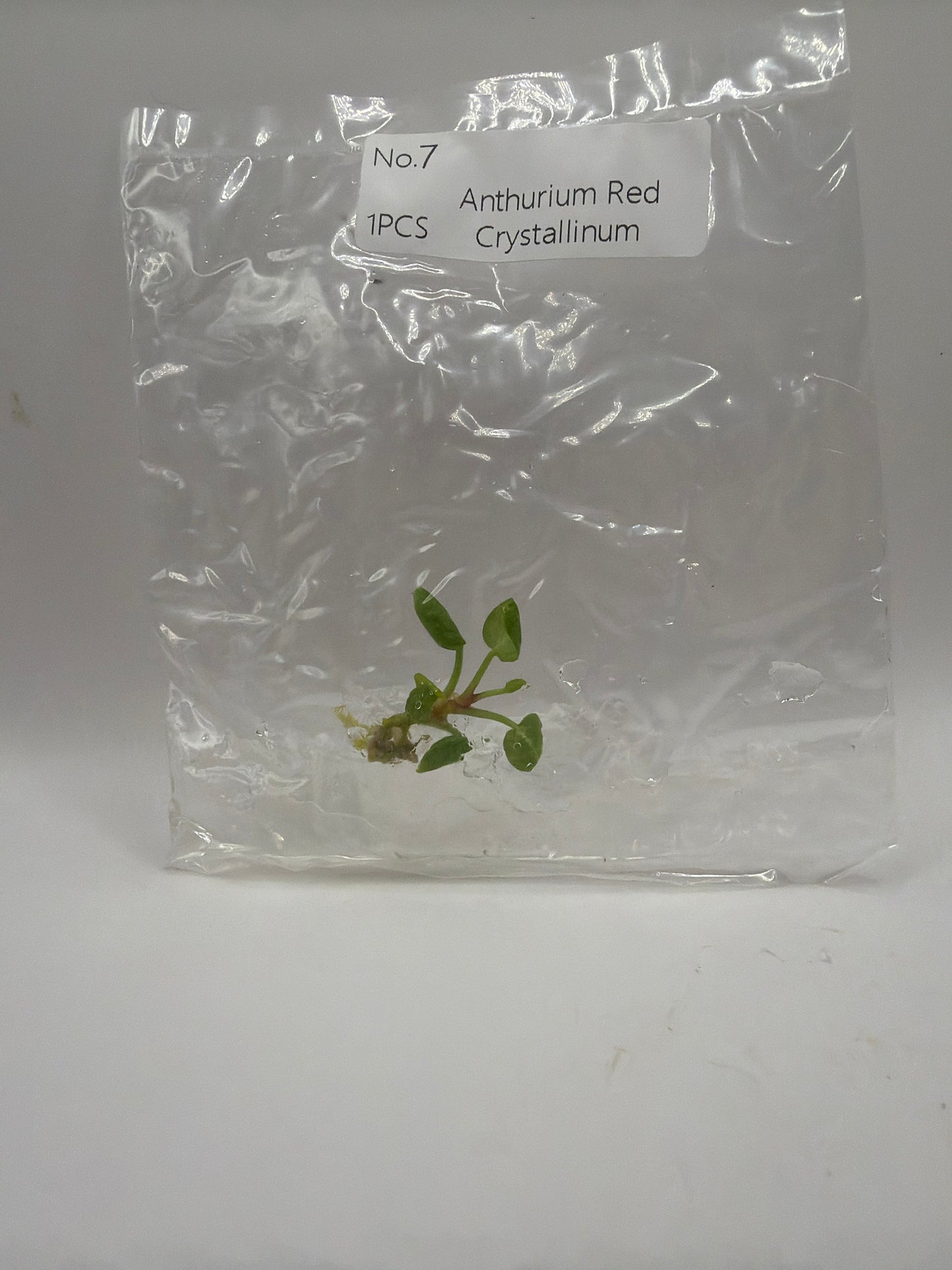 Anthurium Red Crystallinum – TC