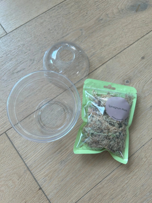 Anzuchtset TC-Pflanzen - annikas_plantland